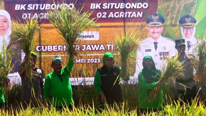
 Gubernur Jatim Khofifah Indar Parawansa dan Bupati Situbondo Karna Suswandi panen perdana padi BK 01 dan 02 agritan di Situbondo.