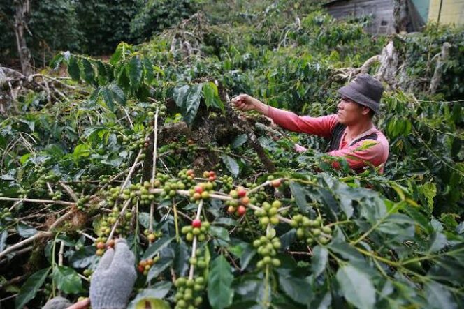 
 Pekerja memetik buah kopi di kebun kopi arabika organik di Desa Jongok Meluem, Kecamatan Bener Kelipah, Kabupaten Bener Meriah, Aceh Tengah, 14 Februari 2018. [Sumber Foto: Tempo/Rully Kesuma]