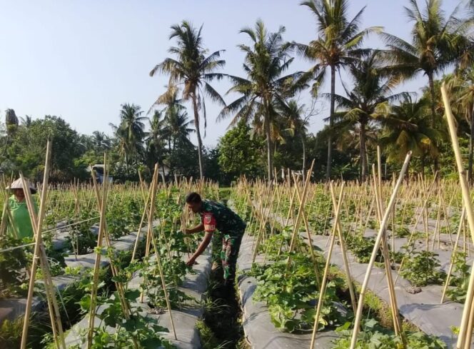 
 Babinsa Koramil 0823/03 Kapongan Bantu Petani dalam Merawat Tanaman Melon