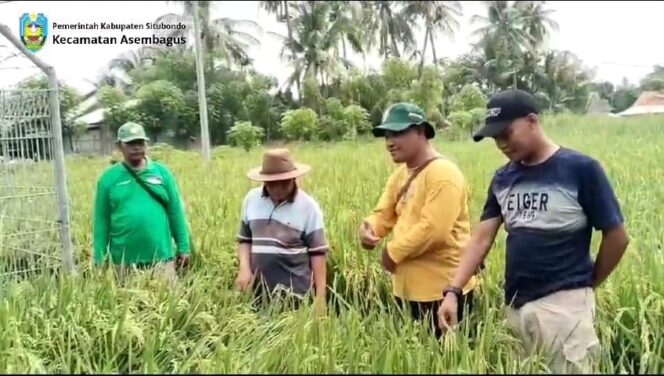 
 Petugas PPL Kecamatan Asembagus, Situbondo, menunjukkan tanaman padi BK 01 dan 02 agritan yang bertahan tumbuh bagus di sawah terkontaminasi air belerang
